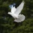 Whendovesfly